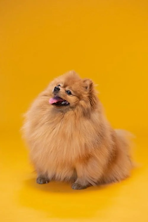 Pomeranian Puppy For Sale - Windy City Pups